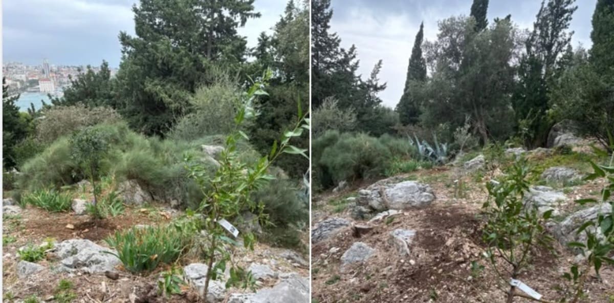 34. Posađene voćkarice ispod Prve vidilice