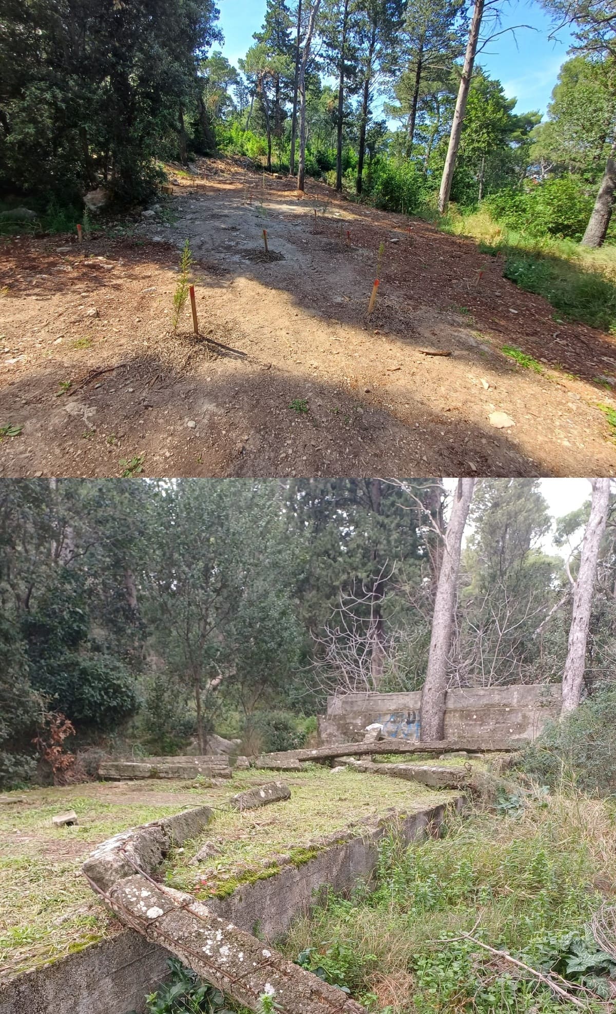 61. Uz Marjansku stranu uklonjeni betonski elementi i posađene sadnice čempresa i alepskog bora